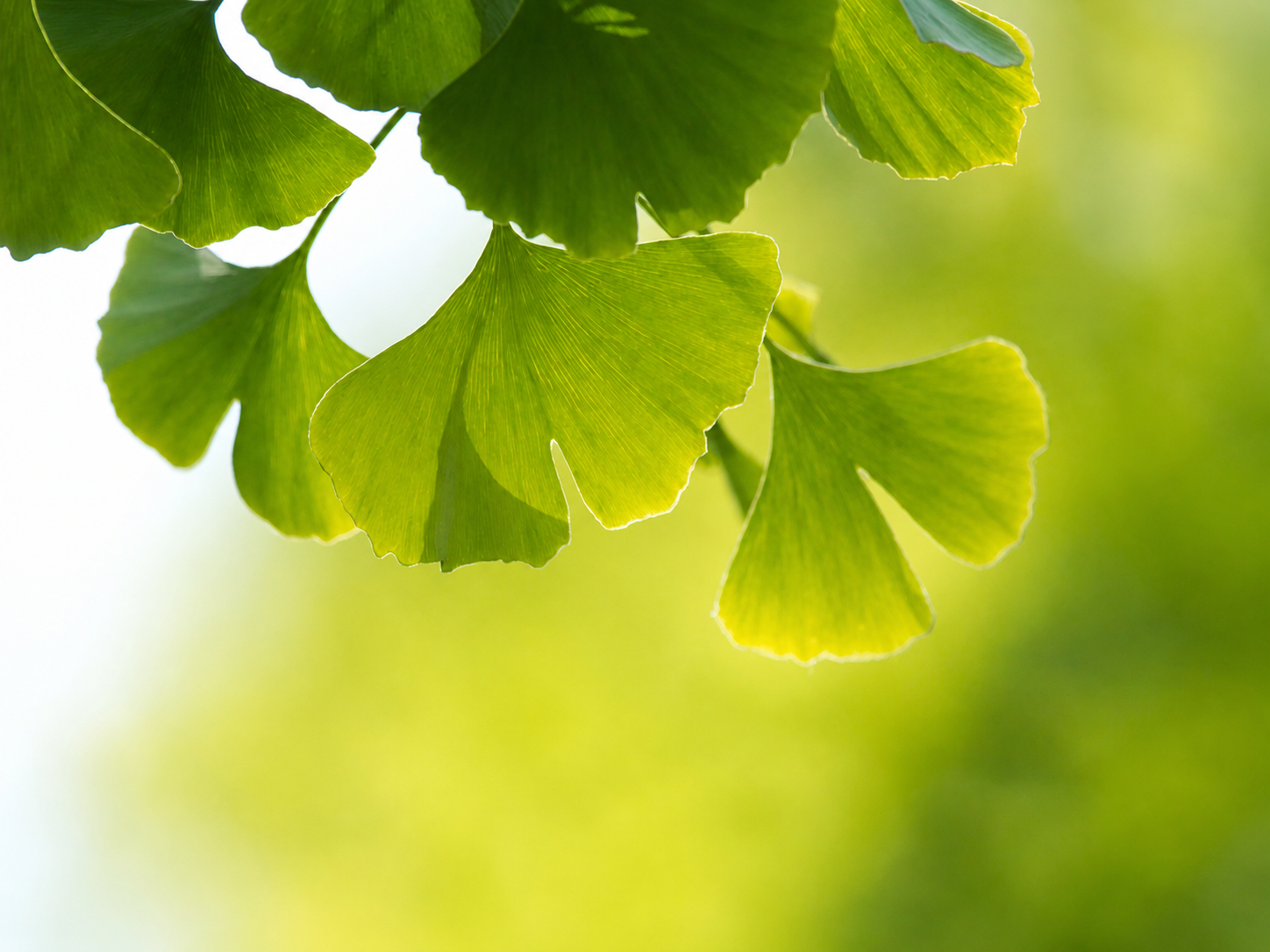 Ginkgo Extrakt als Wirkstoff im Daily Glow Up Glättendes Peptid Serum für eine frisch wirkende Ausstrahlung.