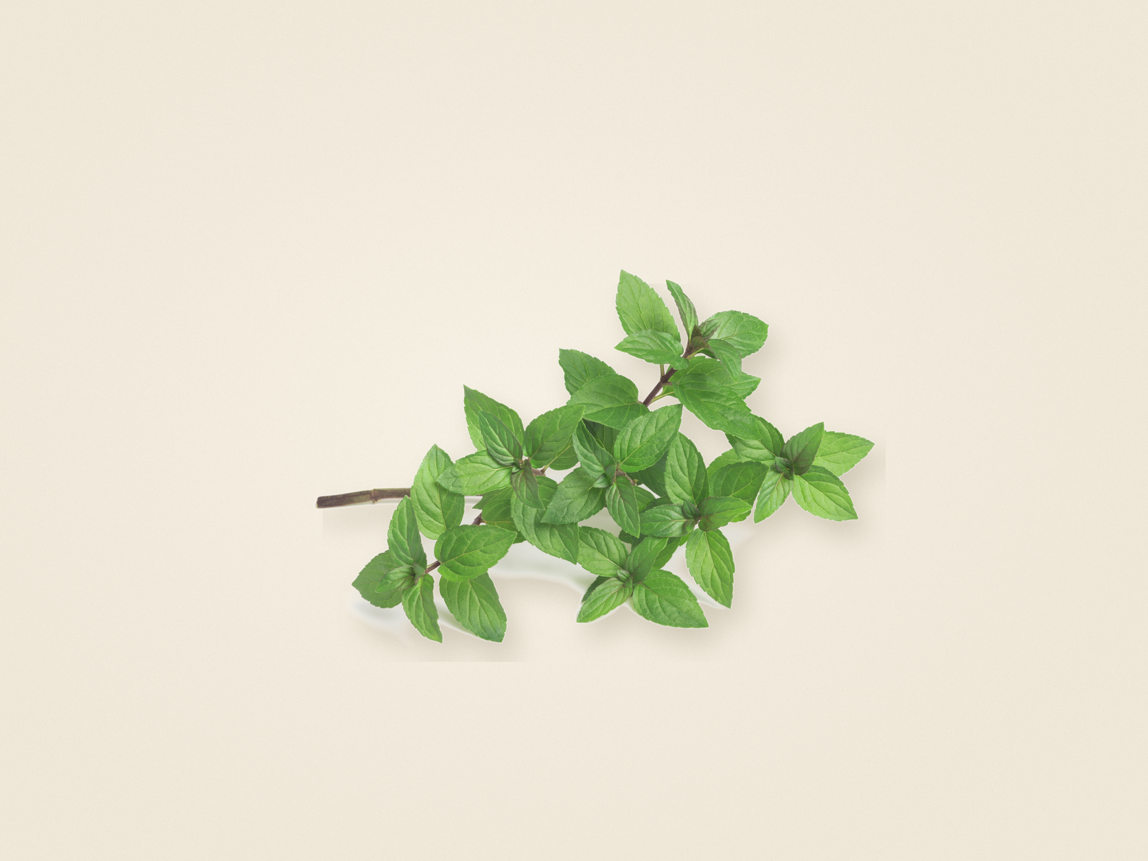 Pfefferminzöl und Menthol als Wirkstoffe im Daily Glow Up Rosemary Hair & Scalp Strengthening Oil für ein frisches Kopfhautgefühl.