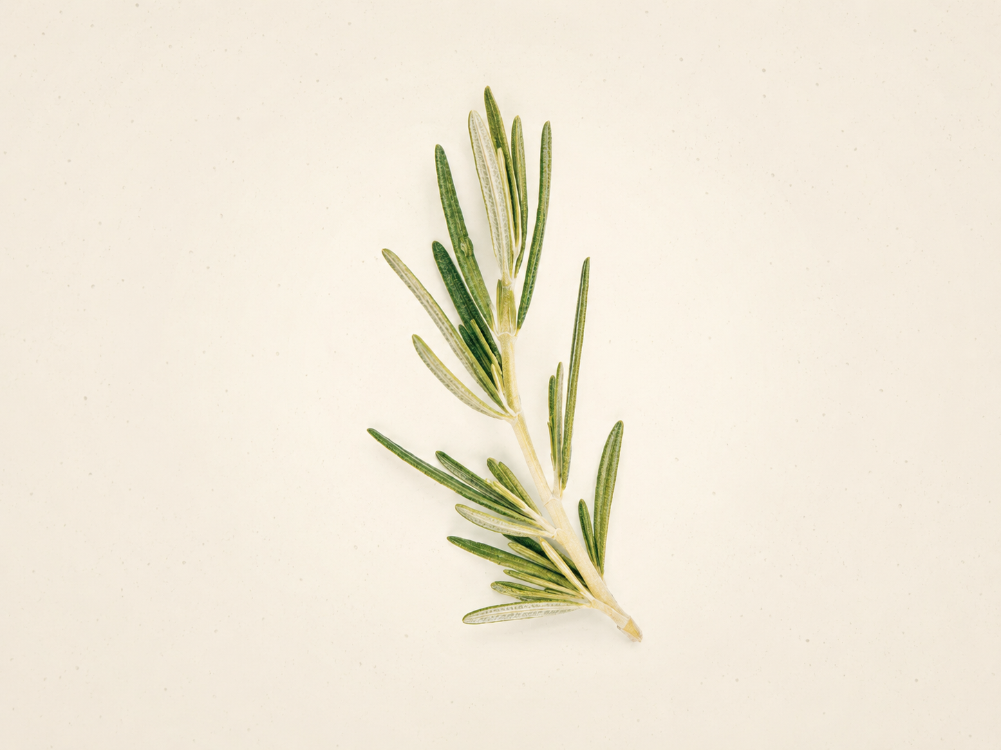 Rosmarinöl als Wirkstoff im Daily Glow Up Rosemary Hair & Scalp Strengthening Oil für eine gepflegte Kopfhaut und kräftiger wirkendes Haar.